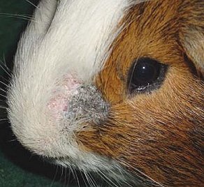 Serangan kulat pada kulit guinea pig  Kandalah Jack Cavy